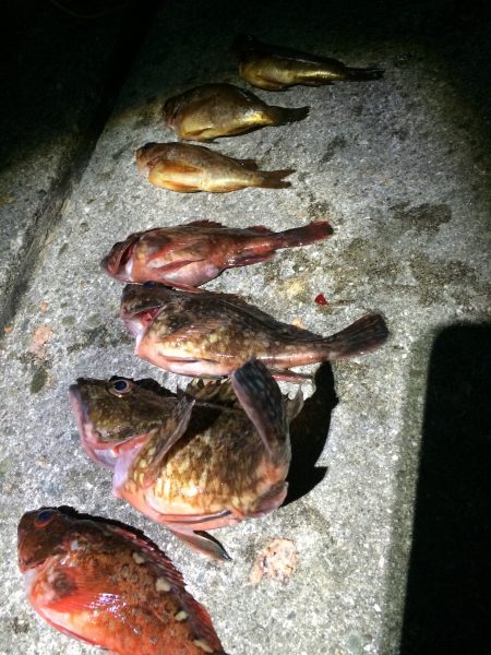 初釣り　根魚ハント！